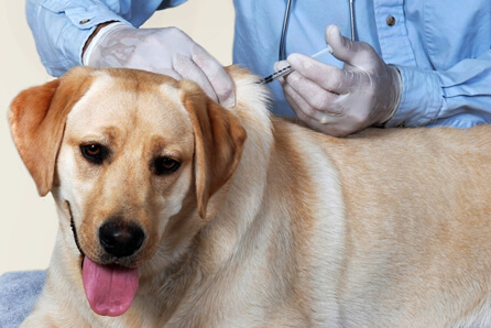  vet for dog vaccination in Fox Lake