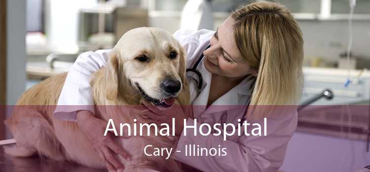 Animal Hospital Cary - Small, Affordable, And Emergency Animal Hospital