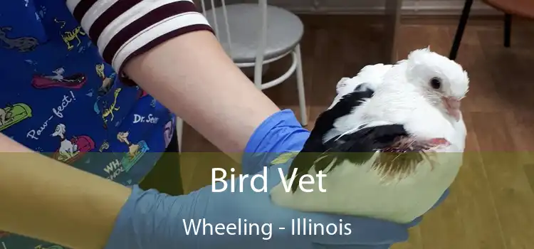 Bird Vet Wheeling - Illinois