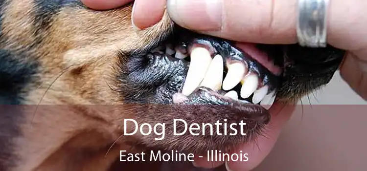 Dog Dentist East Moline - Illinois