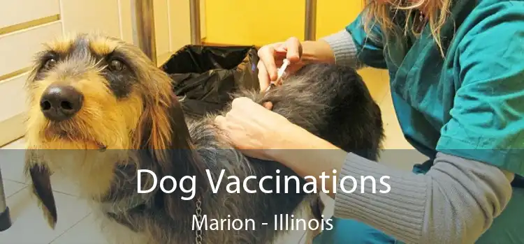 Dog Vaccinations Marion - Illinois