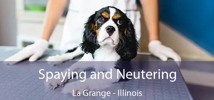 Spaying and Neutering La Grange - Illinois