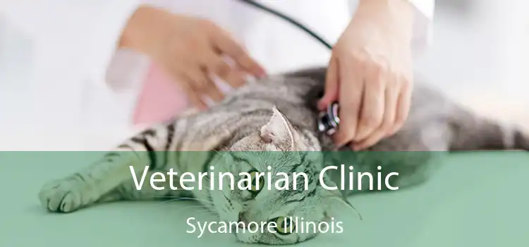 Veterinarian Clinic Sycamore Illinois